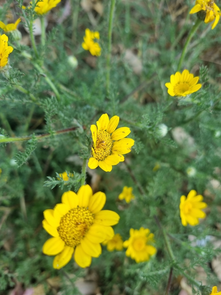 Anacyclus radiatus