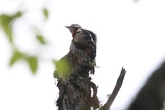 Dryobates cathpharius