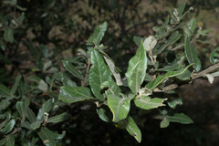 Quercus durifolia