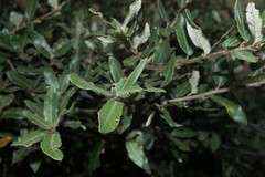 Quercus durifolia