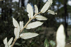 Quercus durifolia