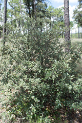 Quercus durifolia