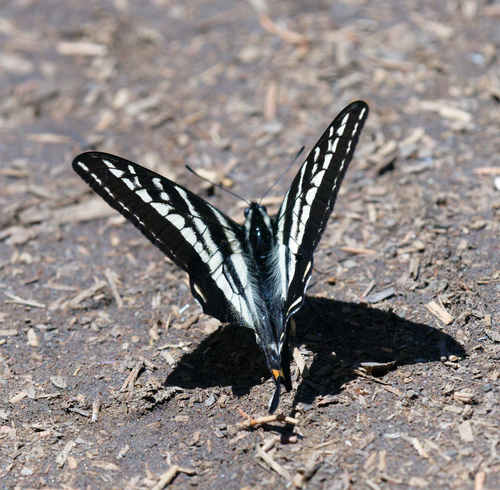 iNaturalist observation photo of Pale Swallowtail