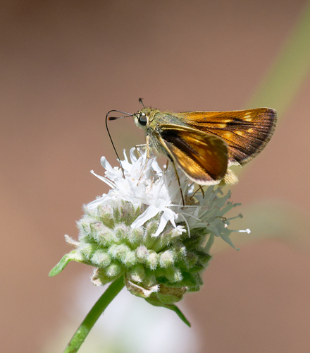 iNaturalist observation photo of Sonoran Skipper