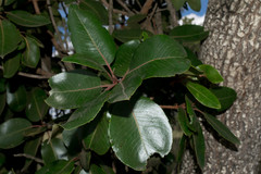 Arbutus madrensis