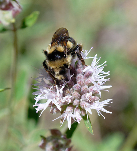 iNaturalist observation photo of Vancouver Bumble Bee