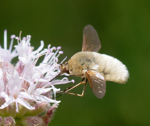 iNaturalist observation photo of Woolly Bee Flies