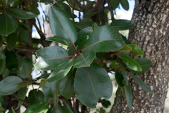 Arbutus madrensis