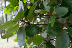 Arbutus madrensis