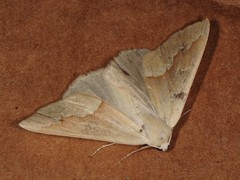 Sabulodes spoliata