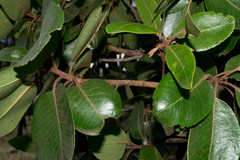 Arbutus madrensis