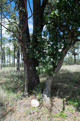 Arbutus madrensis