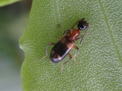 Stricticomus valgipes