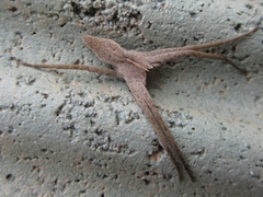 Pisaura ancora