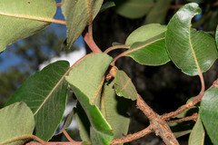 Arbutus madrensis