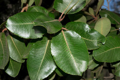 Arbutus madrensis