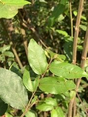 Grewia caffra