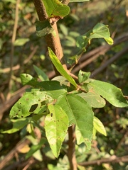 Grewia caffra