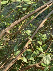Grewia caffra