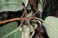 Arbutus bicolor