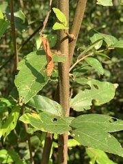 Grewia caffra