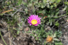 Xanthisma gymnocephalum