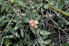 Quercus striatula