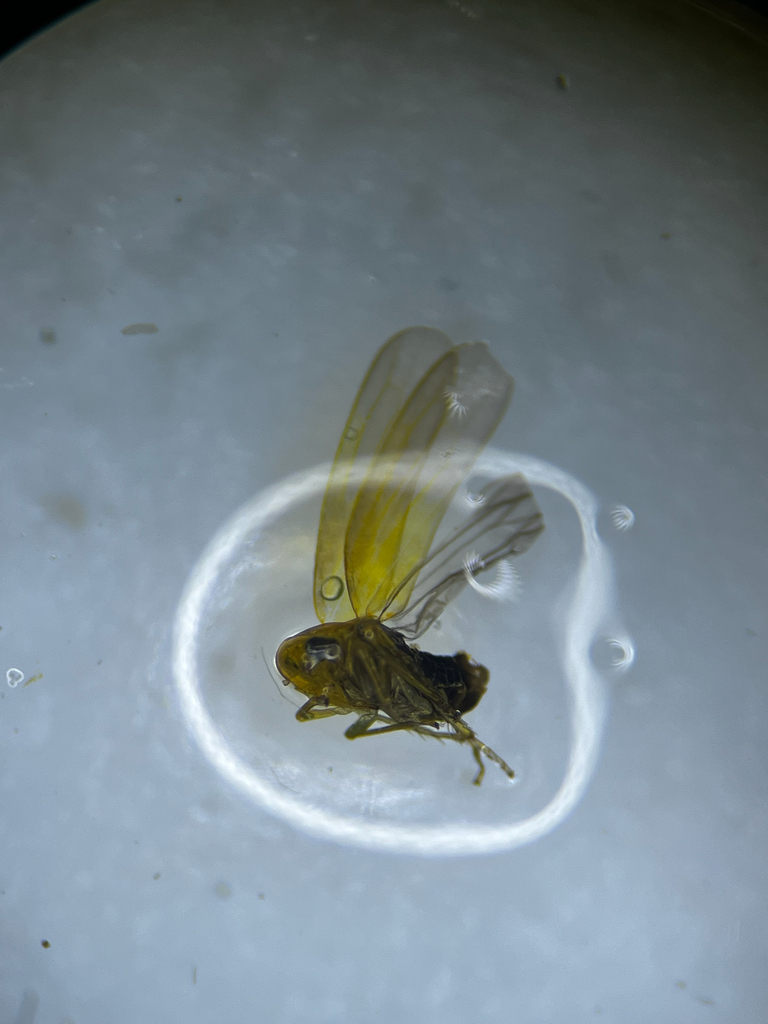 Forcipata forcipata