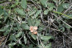 Quercus striatula