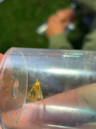 Barred Yellow, Panovenweg, Zevenaar, Gelderland, NL, photo 6 of 10