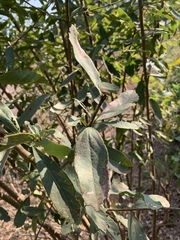 Cordia quercifolia