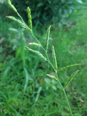 Eriochloa acuminata