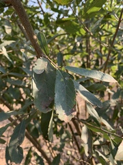 Cordia quercifolia