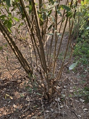 Cordia quercifolia