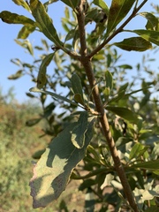 Cordia quercifolia