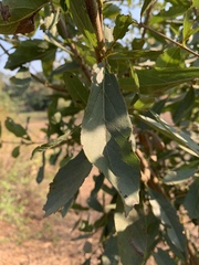 Cordia quercifolia
