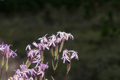 Carphochaete wislizeni