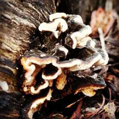 Datronia brunneoleuca