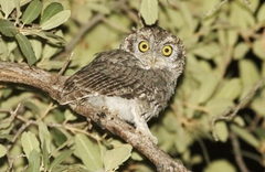 Megascops trichopsis