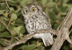 Megascops trichopsis