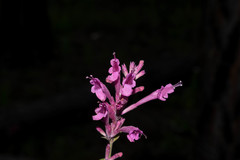 Agastache pallida