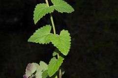 Agastache pallida
