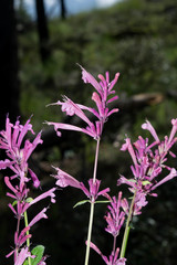 Agastache pallida