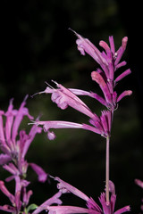 Agastache pallida