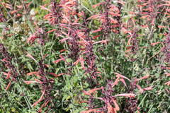 Agastache aurantiaca