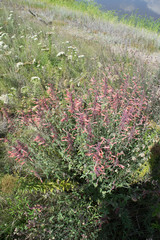 Agastache aurantiaca