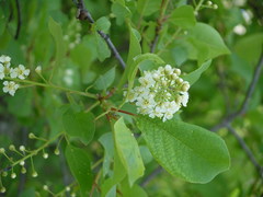 Prunus virginiana