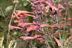 Agastache aurantiaca