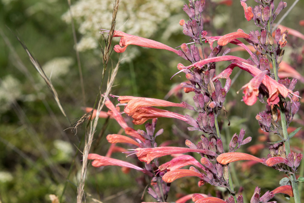 Agastache naranja