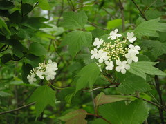 Viburnum opulus